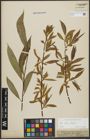 Foto von Salix alba L. x Salix fragilis L.